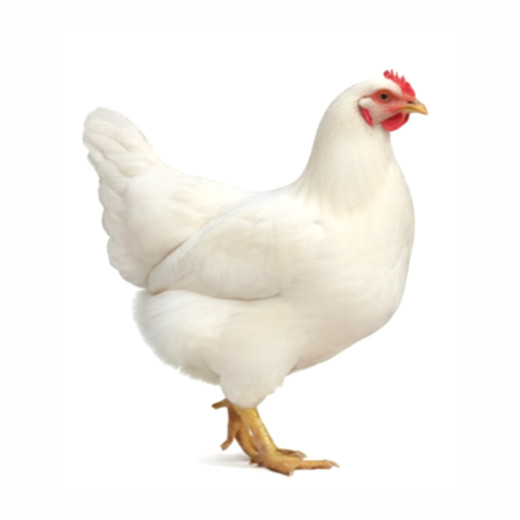 Hühner - Lohmann weiß