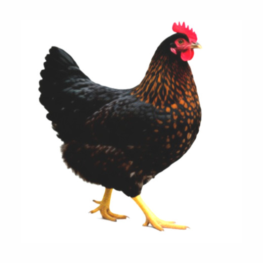 Hühner - Bovan schwarz