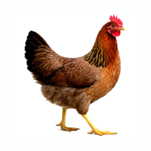 Hühner - Italiener rebhuhnfarbig