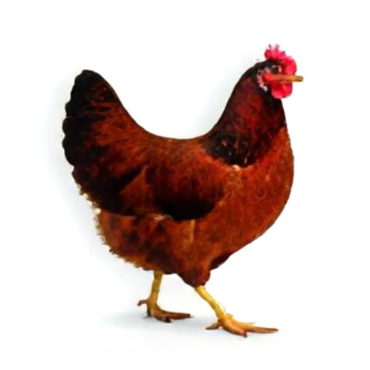 Hühner - Rhodeländer
