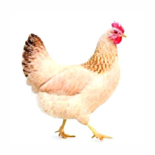 Hühner - Grünleger Mix Farben