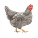Hühner - Andalusier / Königsberger