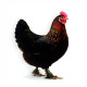 Hühner - Marans