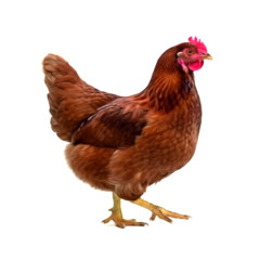 Hühner - Lohmann braun