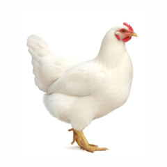 Hühner - Lohmann weiß