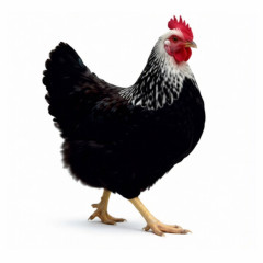 Hühner - Sussex dunkel