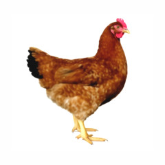 Hühner - Goldsperber