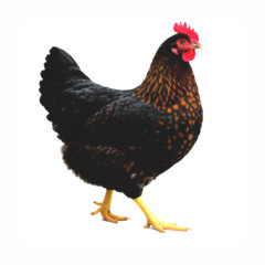 Hühner - Bovan schwarz