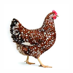Hühner - Blumenhuhn / Tricolor