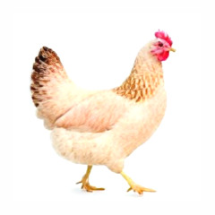 Hühner - Grünleger Mix Farben