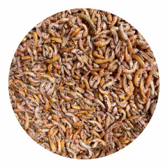 Bachflohkrebse - Gammarus getrocknet 250g